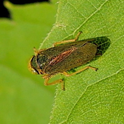 Unknown Leafhopper