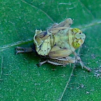 Coppery Leafhopper Nymph