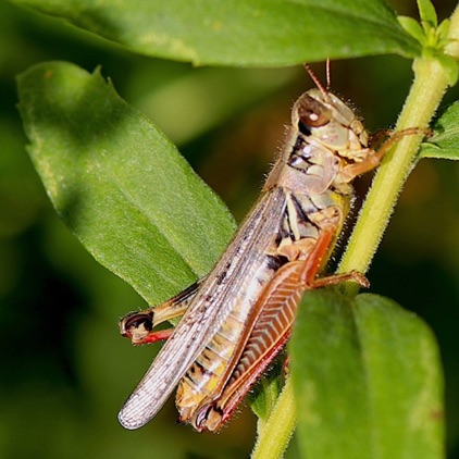 Red-legged Grasshopper
(prairie)
