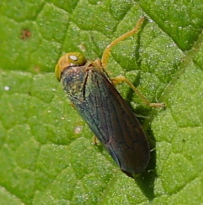 Dark Leafhopper