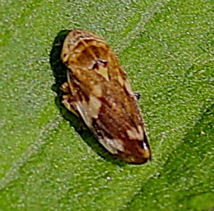 Common Spittlebug