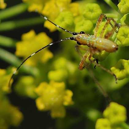 Short-winged Meadow Katydid
(nymph)