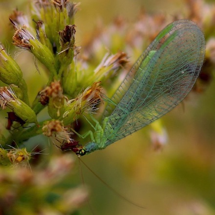 Green Lacewing
(feeding on aphid)