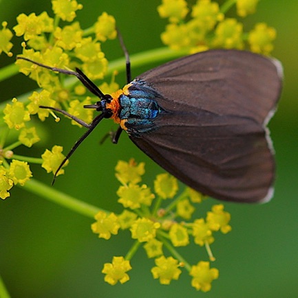 Virginia Ctenucha