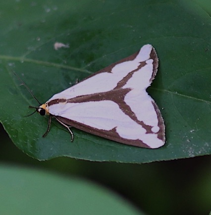 Leconte's Haploa Tiger Moth