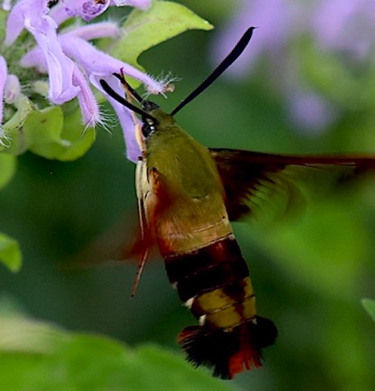 Hummingbird Moth