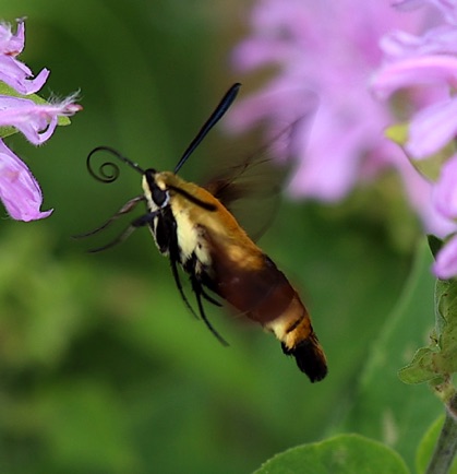 Snowberry Clearwing