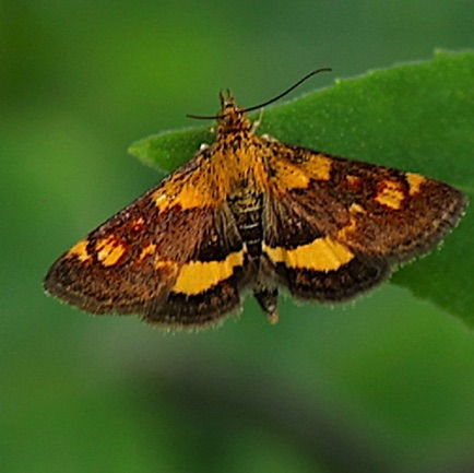 Orange Mint Moth