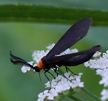 Tiger Moth