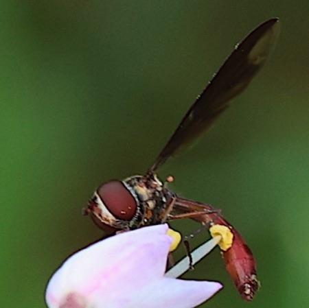 Flower Fly