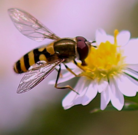 Eastern Flower Fly