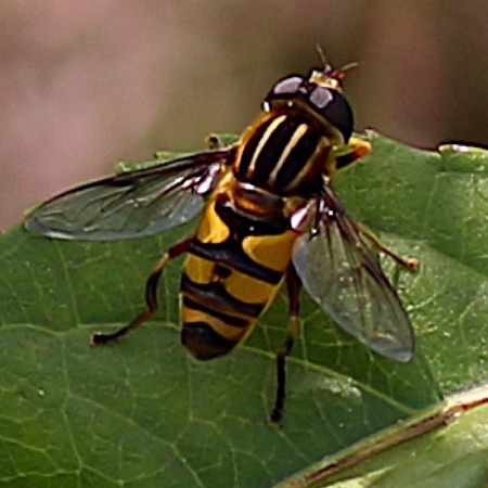Broad-headed Marsh Fly
