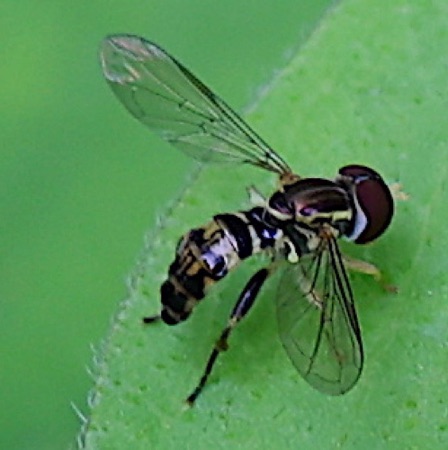 Eastern Calligrapher Flower Fly