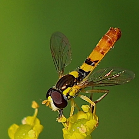 Tufted Glovetail Flower Fly