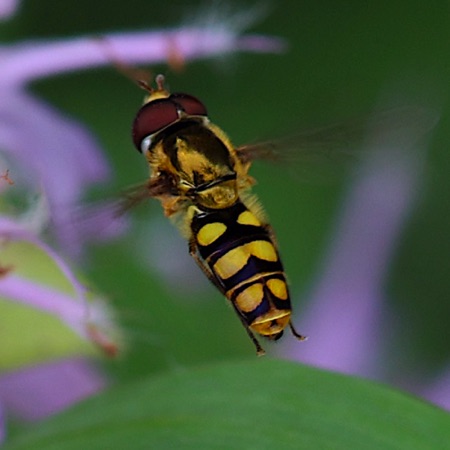 Slender Smoothtail Flower Fly