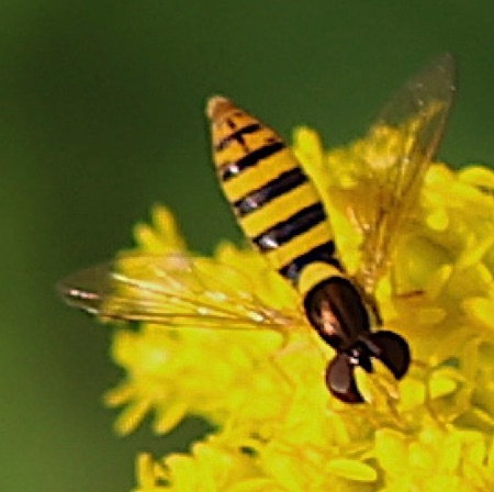 Black-footed Globetail Fly