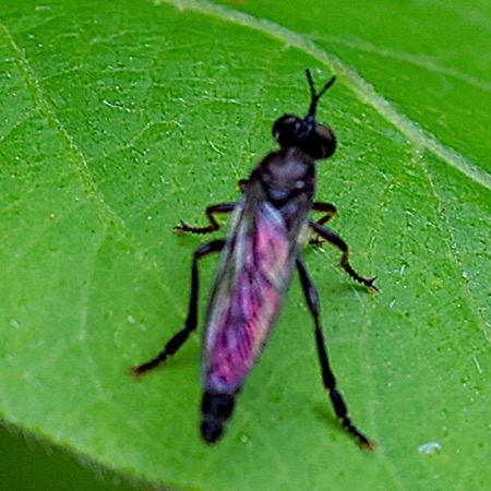 Robber Fly