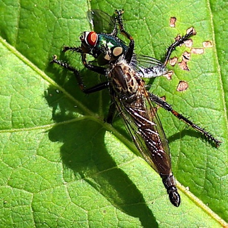 Robber Fly Feeding on Bottle Fly