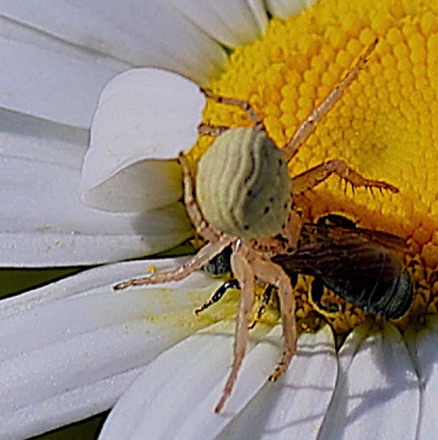 Goldenrod Crab Spider
(feeding on bee)