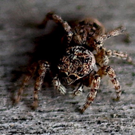 Jumping Spider