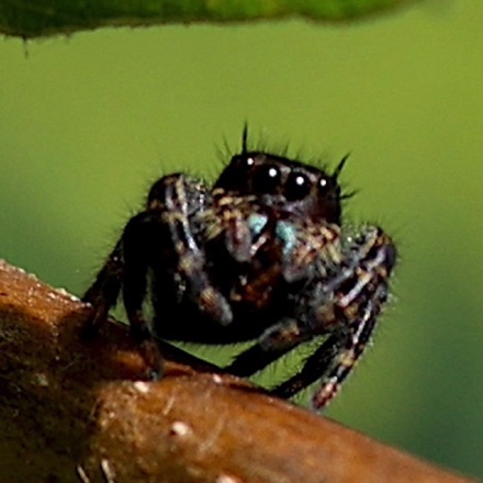 Jumping Spider