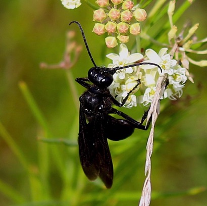 Great Black Wasp Great Black Wasp