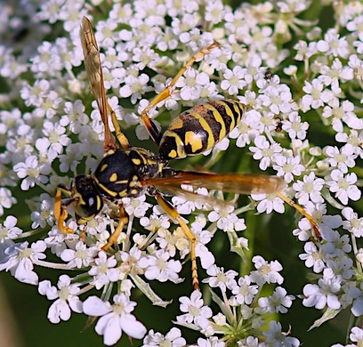 European Paper Wasp European Paper Wasp