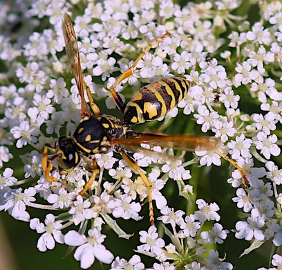 European Paper Wasp