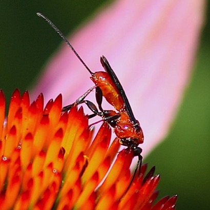 Braconid Wasp Braconid Wasp
