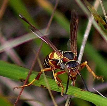 Northern Paper Wasp Northern Paper Wasp