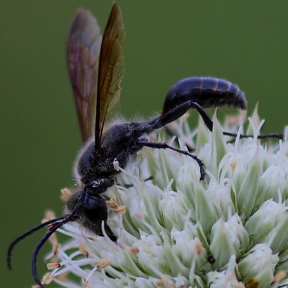 Grass-carrying Wasp Grass-carrying Wasp