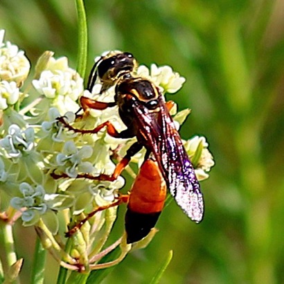 Great Golden Digger Wasp