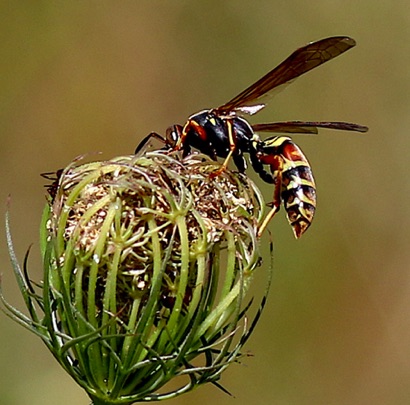 Northern Paper Wasp
(note red spots)