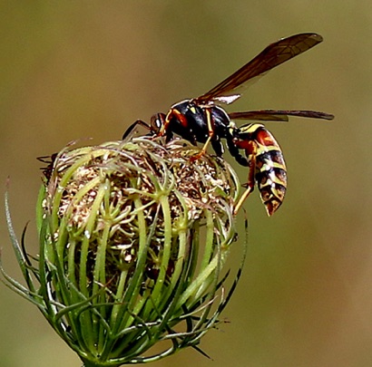 Northern Paper Wasp
(note red spots) Northern Paper Wasp
(note red spots)