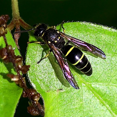 Mason Wasp Mason Wasp