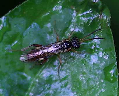 Aphid Wasp?