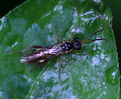 Aphid Wasp? Aphid Wasp?