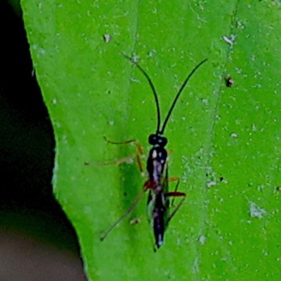 Ichneumonid Wasp