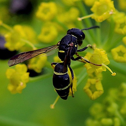 White-bordered Mason Wasp White-bordered Mason Wasp