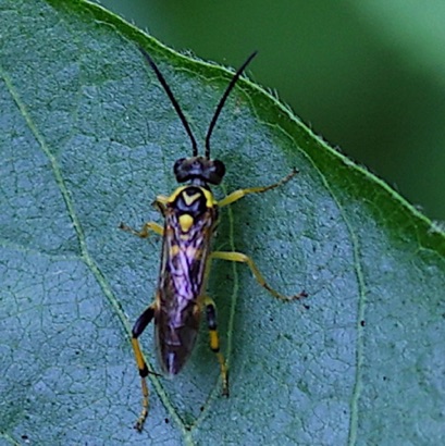 Ichneumonid Wasp Ichneumonid Wasp