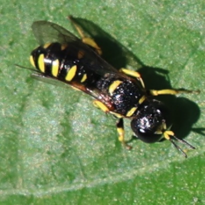 Spotted Square-headed Wasp