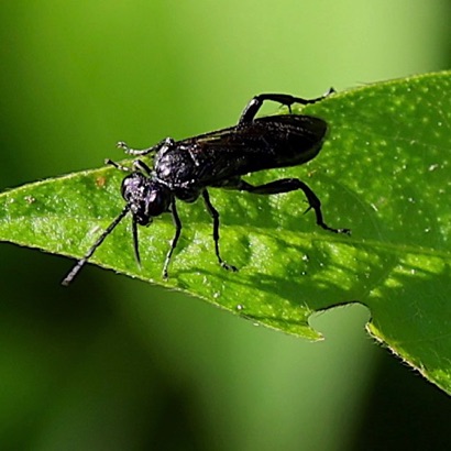 Unknown Wasp? Unknown Wasp?