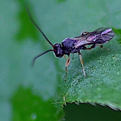 Unknown Wasp Unknown Wasp