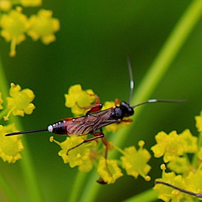 Aritranis director (female) Aritranis director (female)