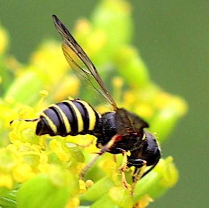 Potter Wasp Potter Wasp