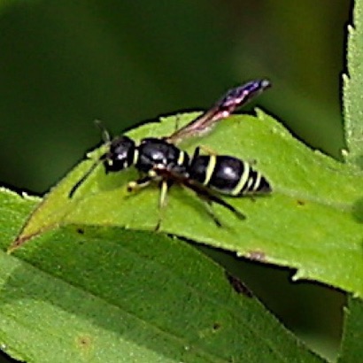 Potter Wasp Potter Wasp