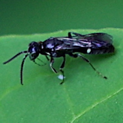Spider Wasp Spider Wasp