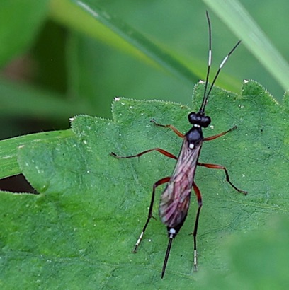 Ichneumon Wasp