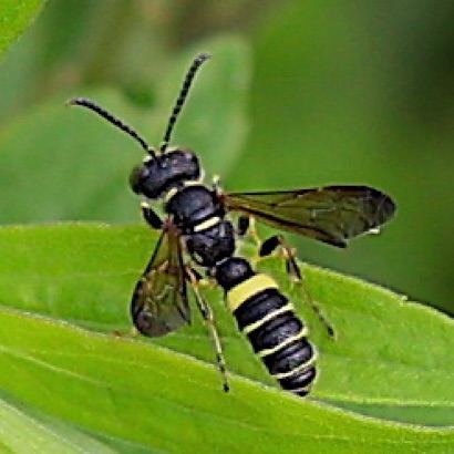 Weevil Wasp Weevil Wasp