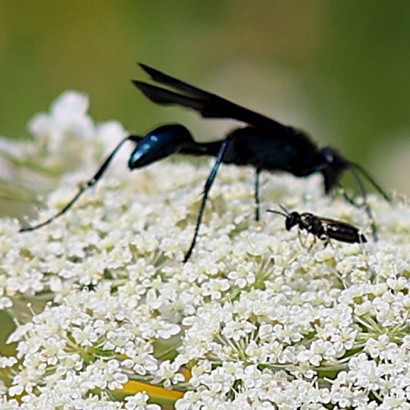 Common Blue Mud-dauber Wasp Common Blue Mud-dauber Wasp